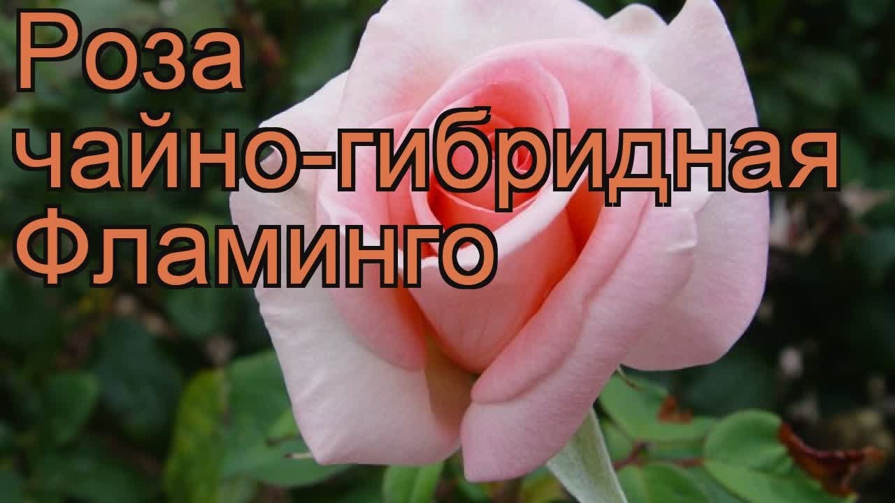 Роза чайно-гибридная Фламинго (rose flamingo flamingo) 🌿 обзор: как сажать, саженцы розы Фламинго