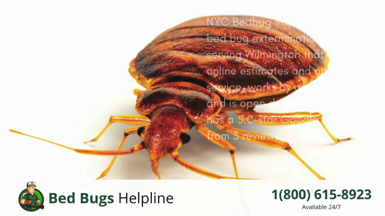 Top 3 Bed Bug Removal in Wilmington