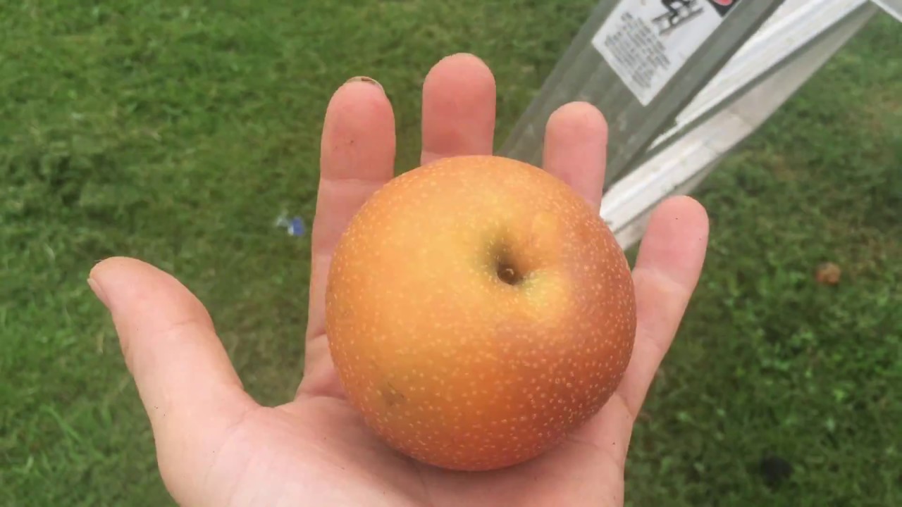 My Japanese Pear Tree - Picking Fresh Fruit - Home Garden