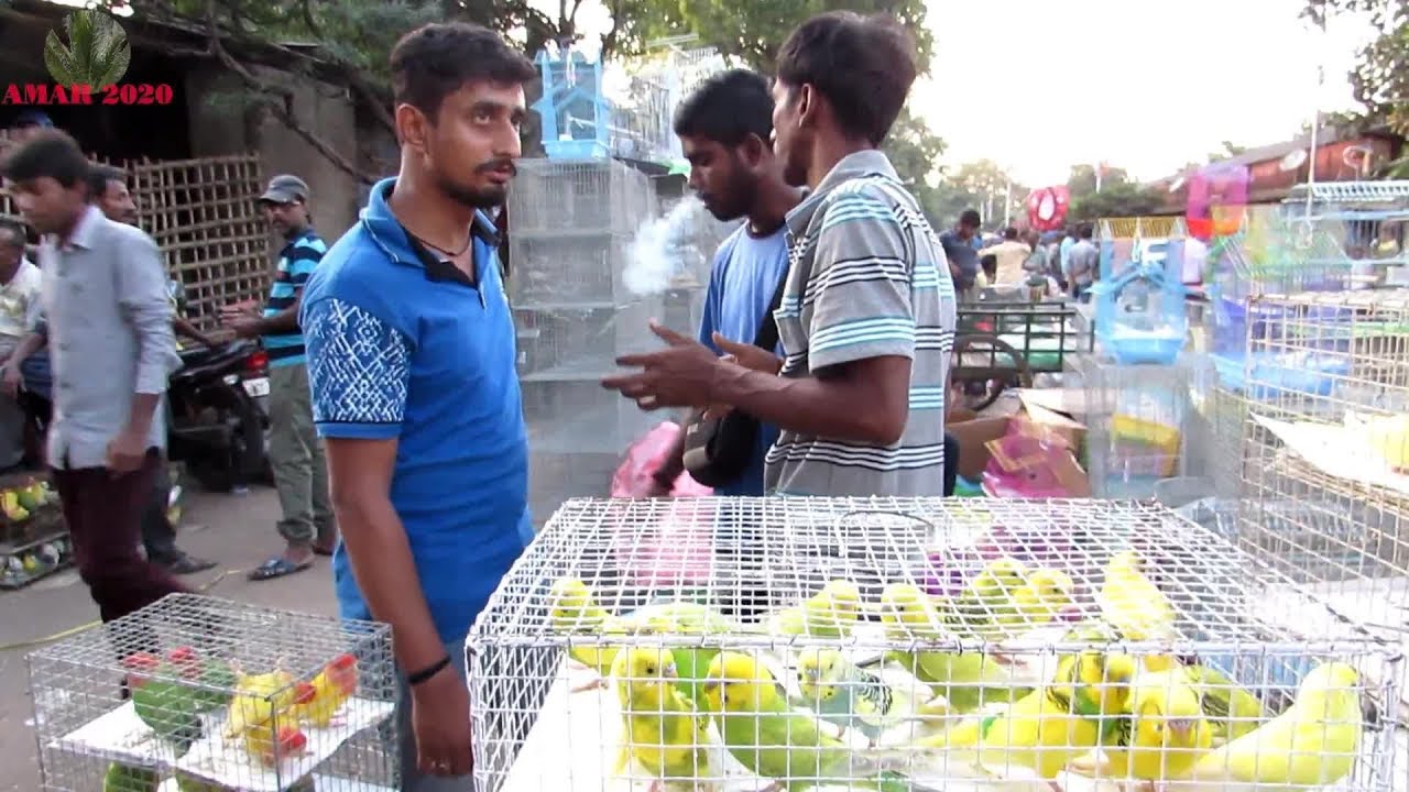 GALIFF STREET BIRD MARKET KOLKATA INDIA  || AUG 2017