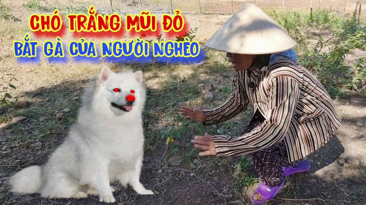 BÍ ẨN con chó trắng, mũi đỏ, ở trong rừng, BẮT GÀ của người nghèo - tập 1603