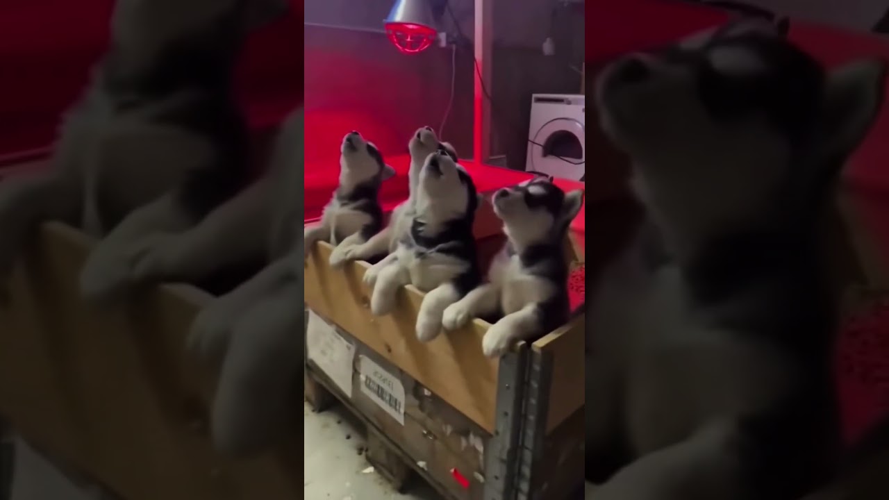 Mame Dog Teaches Puppy#pets #dog #dogs #funnydog #doglover #funnyvideos #dogsoftiktok