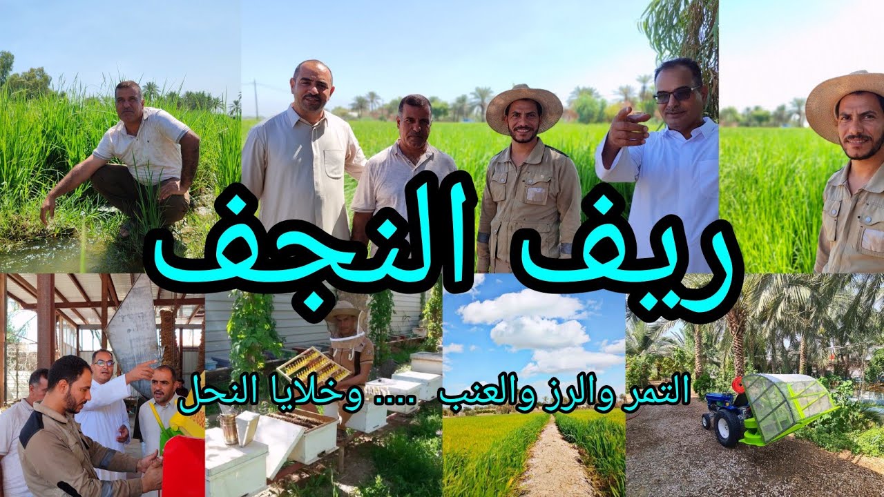 ريف النجف جولة زراعية في  مزرعة الاستاذ على مردان الحسناوي مزارع الرز مع التمر والعنب والأسماك ....