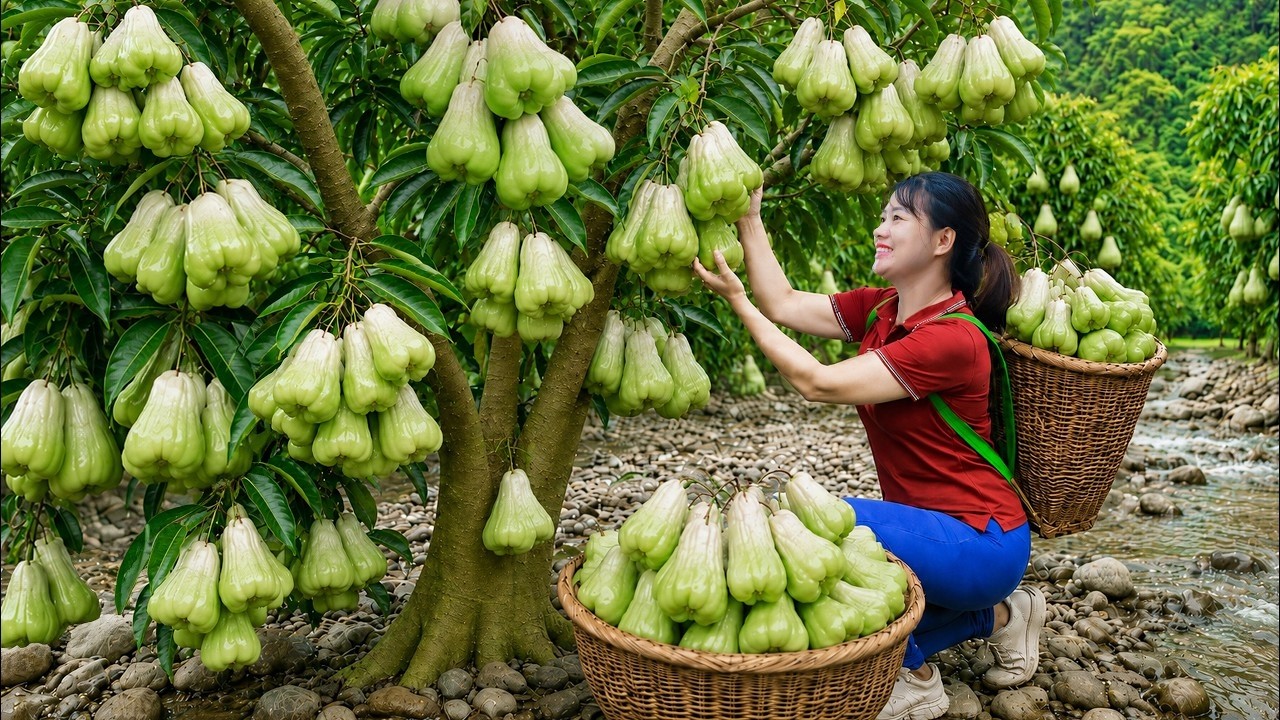 Harvesting Rare Green Wax Apples to Sell at the Market | Sweet & Juicy Tropical Fruit