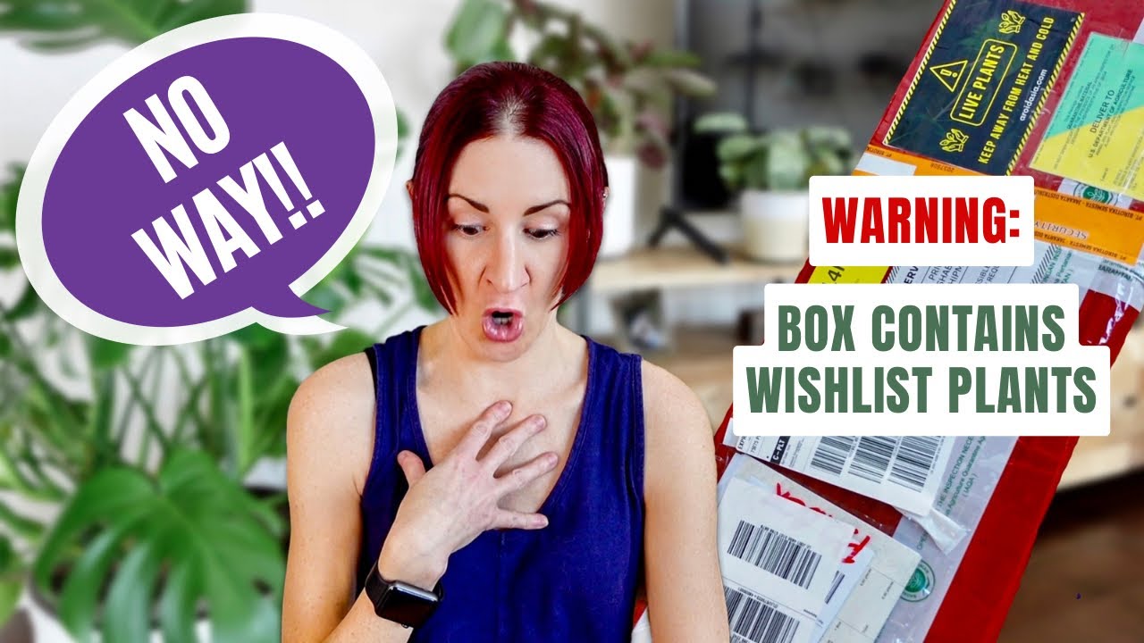 You'll NEVER BELIEVE What Plants AroidAsia Sent Me! | Imported Rare Houseplant Unboxing