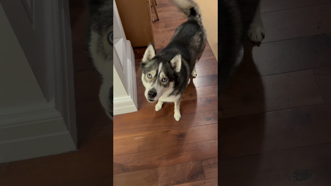 My dogs chaotic morning routine #dogsofyoutube #dog #dogs #morning #routines