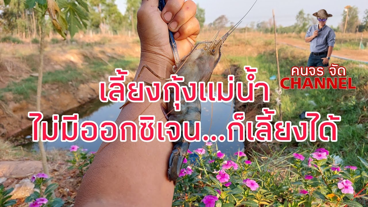 เลี้ยงกุ้งแม่น้ำในบ่อดิน ไม่มีออกซิเจนก็เลี้ยงได้อ้วนพีดีงามถ้าทำวิธีนี้