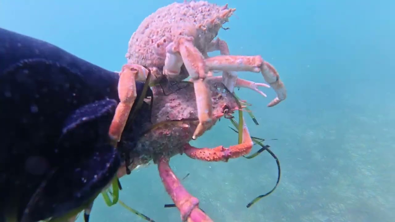 Sortie pêche sous marine aux araignées. Fort la latte,  Cap Fréhel.