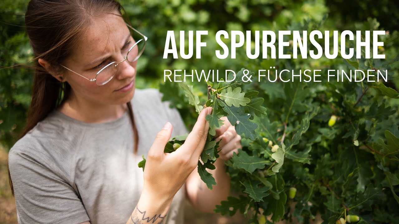 So findest du garantiert Rehe und Füchse | Fährten Tipps für die Wildlife Fotografie