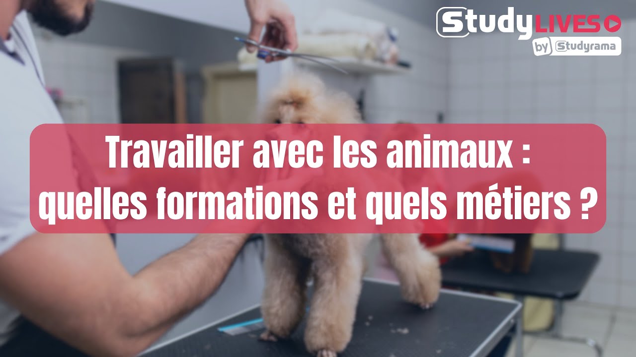 Travailler avec les animaux : quelles formations et quels métiers ?