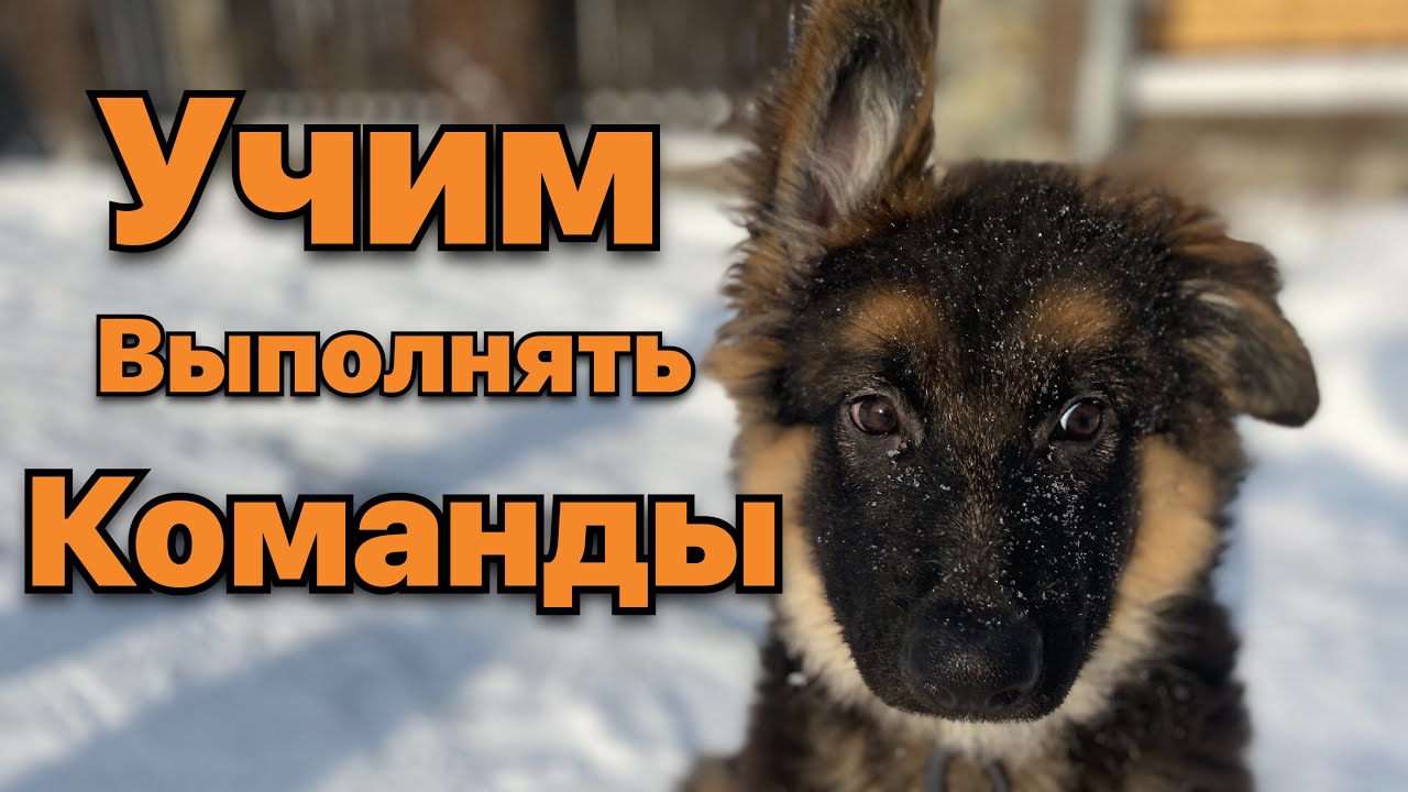 Как научить щенка немецкой овчарки выполнять команды