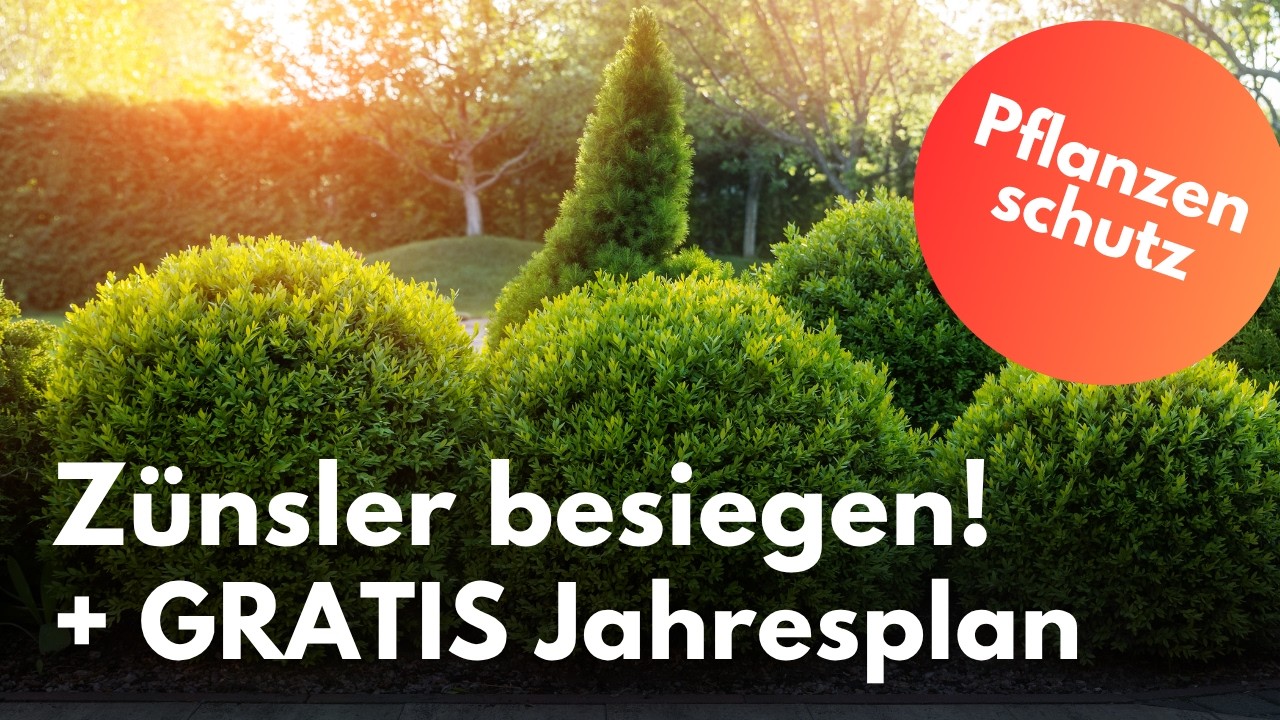 Buchsbaumzünsler richtig bekämpfen | Wann genau? | Jahresplan 2025 zum Download !