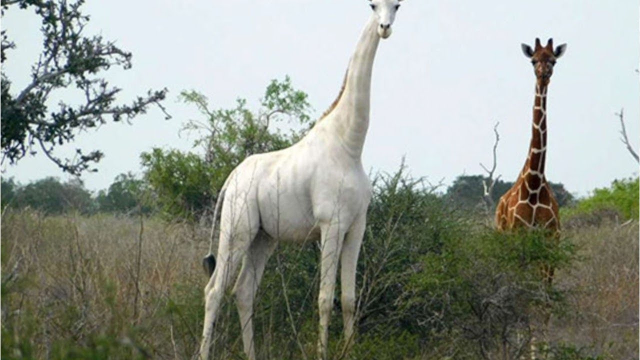 Extremely rare white giraffes killed by poachers