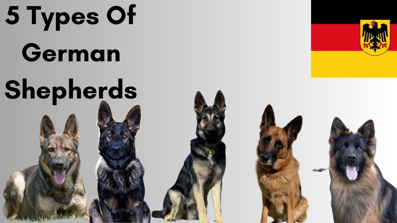 5 Types Of German Shepherds. Explained Perfectly