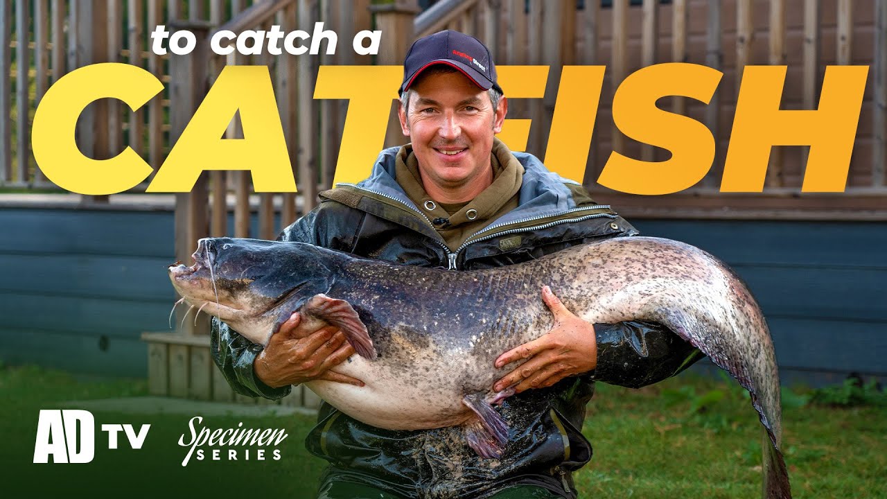 Catfish Fishing - Specimen Series - Phil Spinks