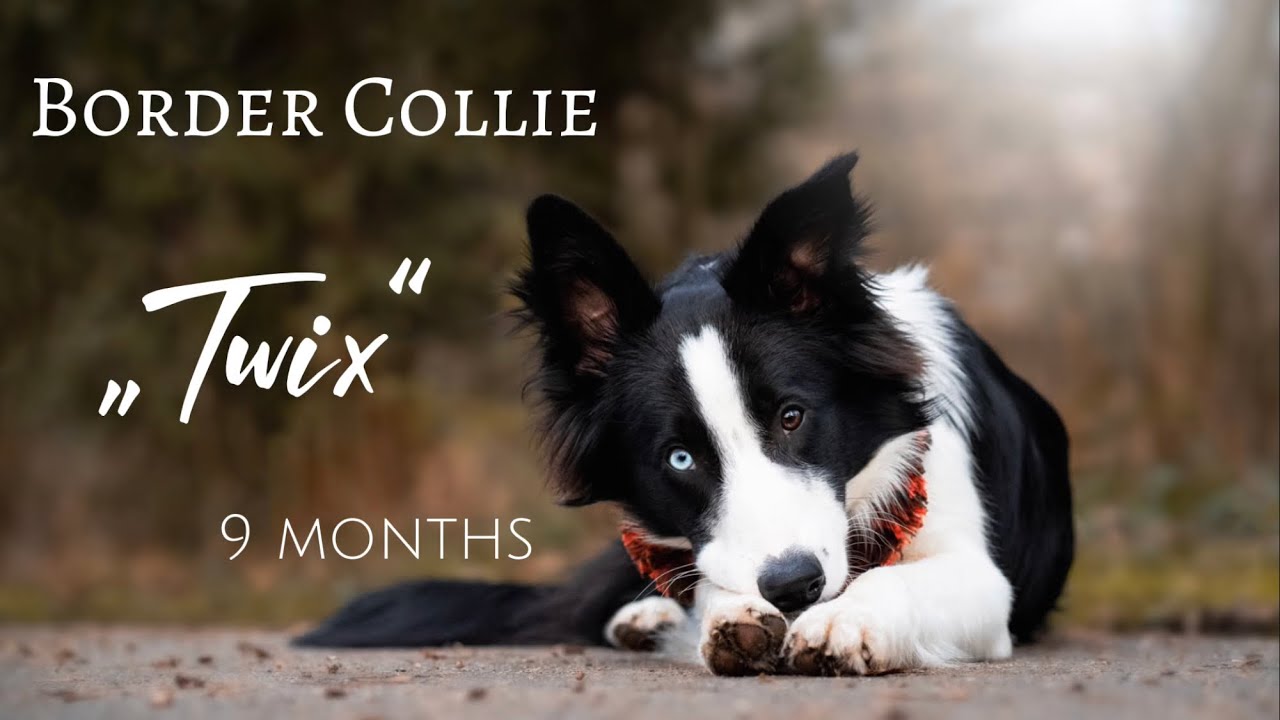 Border Collie &bdquo;TWIX&ldquo; | 9 months | tricks, obedience and fun
