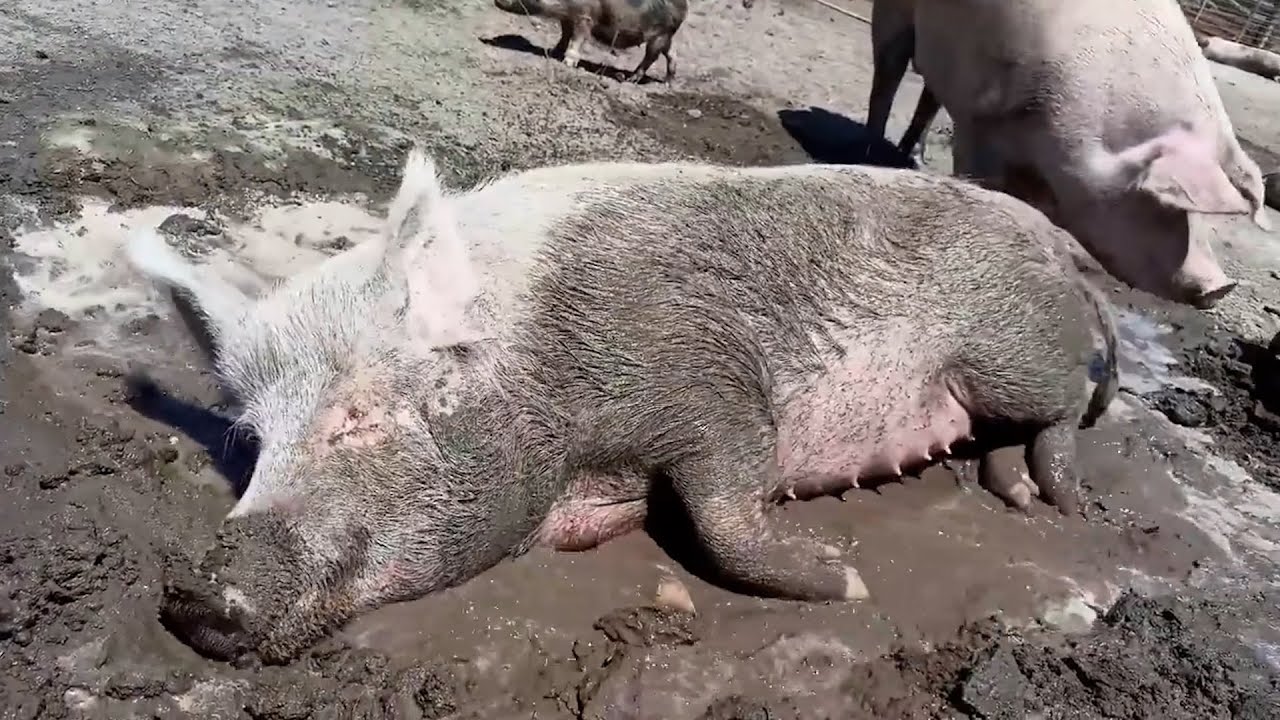 Peste Suina: mobilitazione per difendere il santuario 