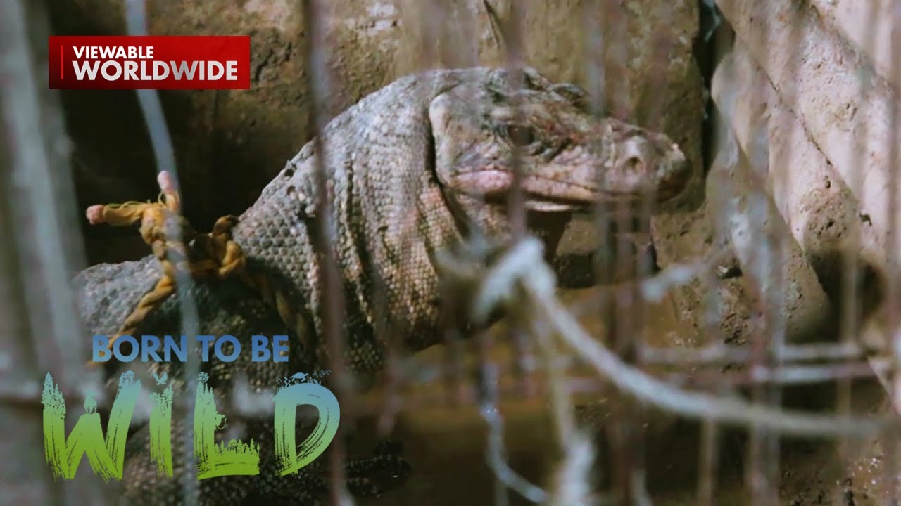 Dambuhalang bayawak, kinulong sa maliit na kulungan ng manok! | Born to be Wild