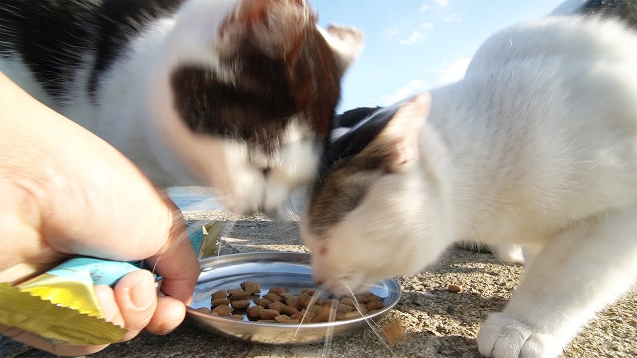 子猫の地域猫たちにシーバ(Sheba)子ねこ用を給餌したらすごい勢いで食べた 野良猫 感動猫動画 ASMR