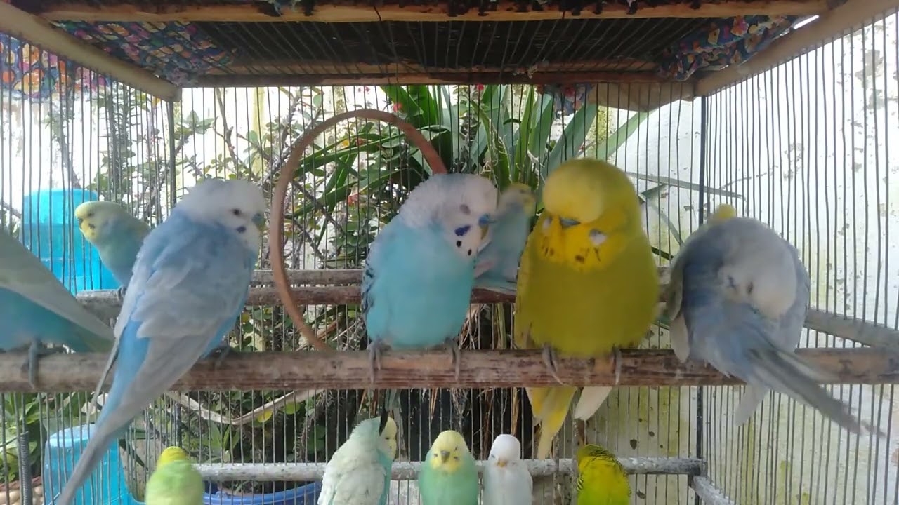 えっ！？インコが突然こうなった理由