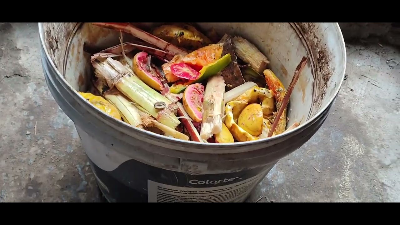 COMO FAZER O MELHOR CONCENTRADO DE FRUTAS EM CASA PARA ADUBAR SUAS PLANTAS .