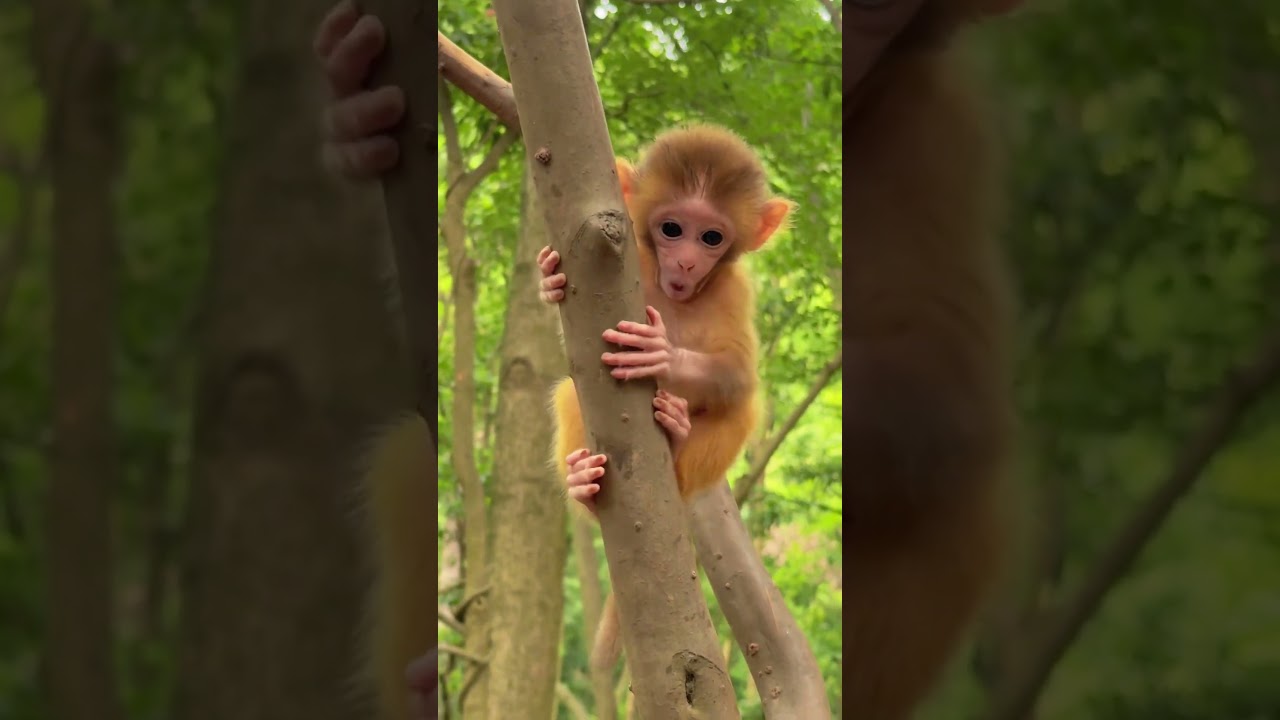 #Monkey #AnimalMoments #WildlifeCute #NatureScenes