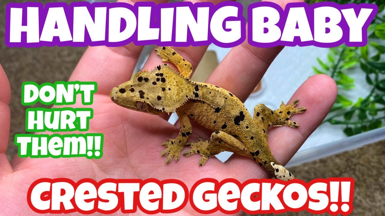 HOW I HANDLE BABY/SMOL CRESTED GECKOS!!