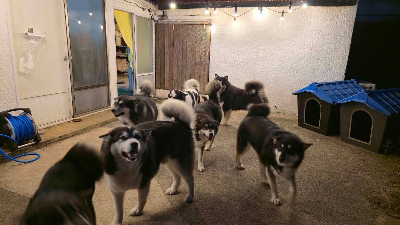 베르 가족 기념 축하 라방🎉