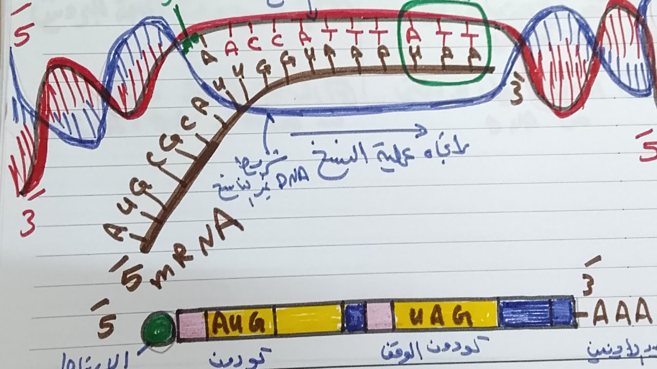 البيولوجيا الجزيئية (٨)#RNA و#تخليق البروتين/أحياء ثالثة ثانوي بالتفصيل.