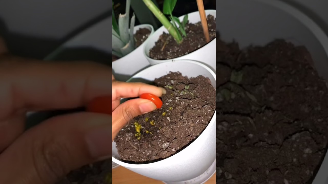 Grow Cherry Tomatoes Anywhere