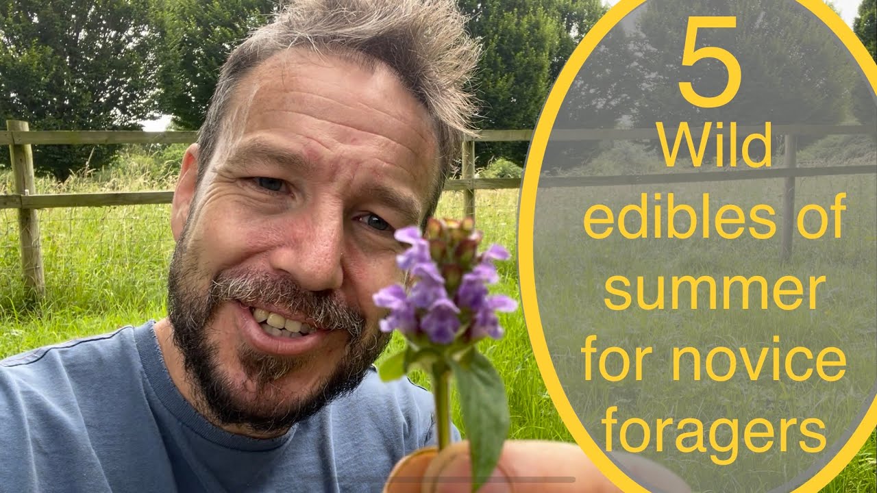5 wild edibles of summer for novice foragers