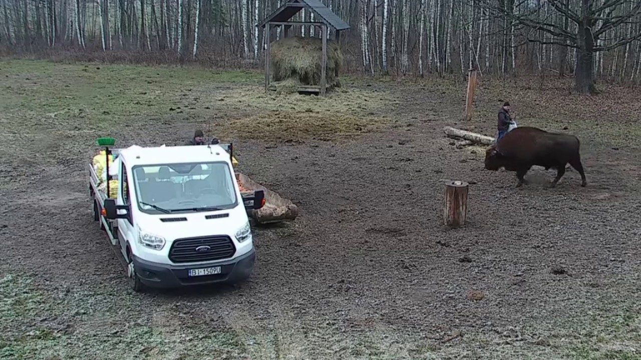 Żubr się stawia -  07 12 2019 Polana Browsk