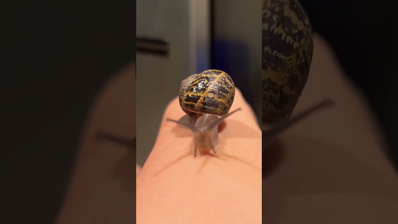 Gary The Snail