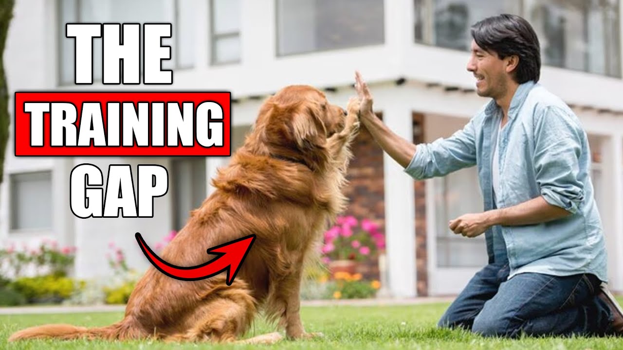 Why Your Golden Retriever Still Acts ‘Bad’ After Training