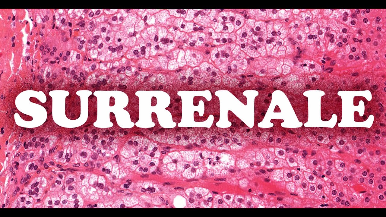 LA SURRENALE (La cortico-surrenale)  - HISTOLOGIE