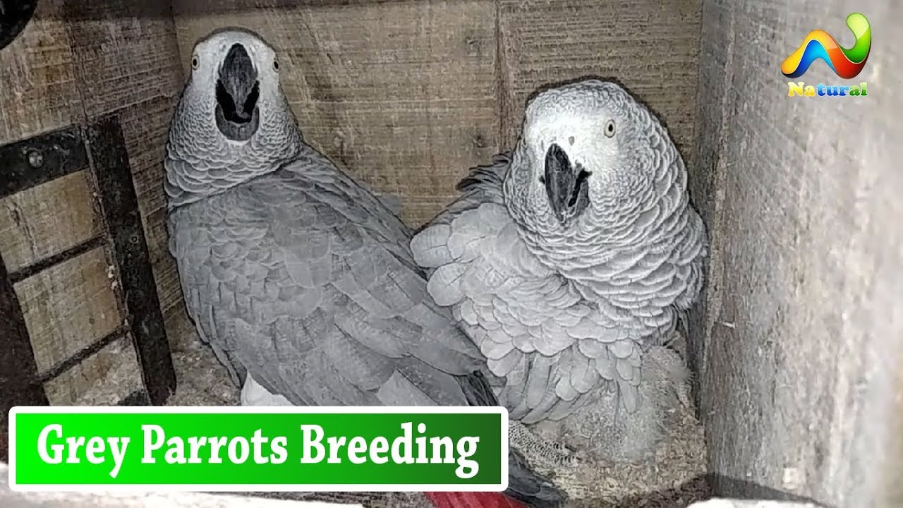 Grey Parrots Breeding setup Urdu/Hindi
