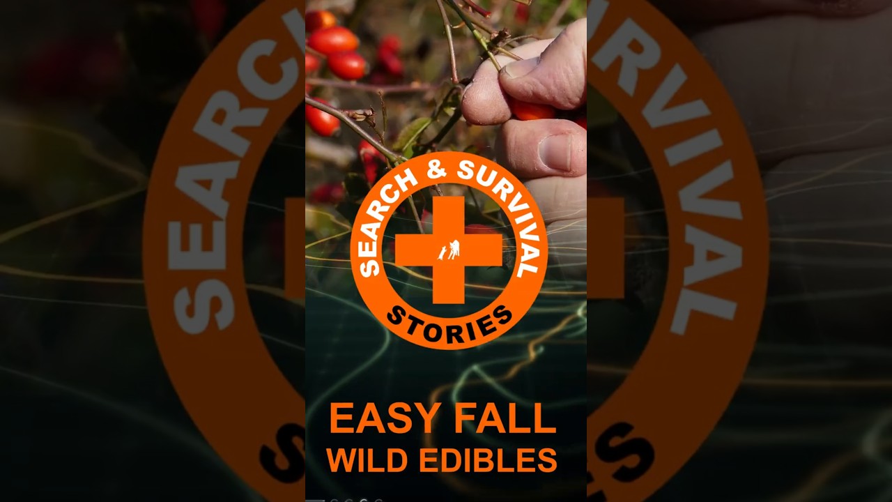 Rose Hips - An Easy to Identify Fall Wild Edible