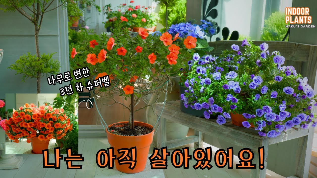 [4K] Million Bells, 3 года рекордного роста