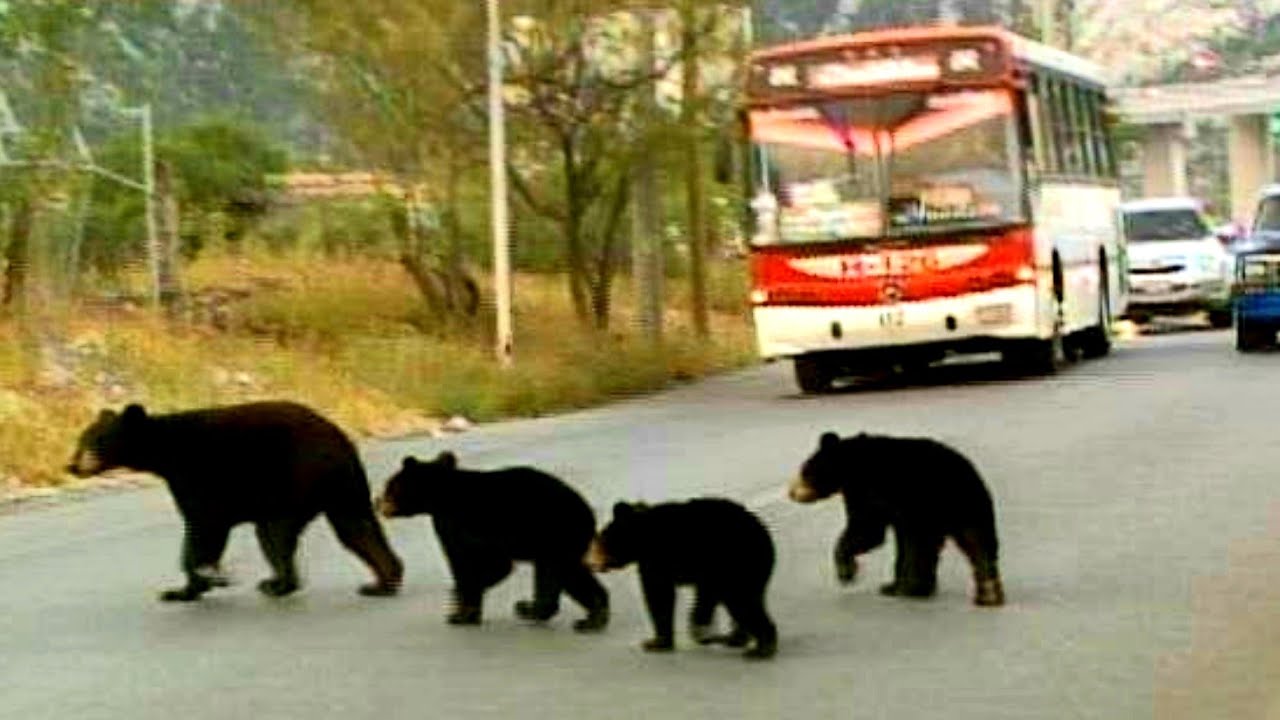 Monterrey es tierra de Osos.. Animales recuperan la Ciudad!!