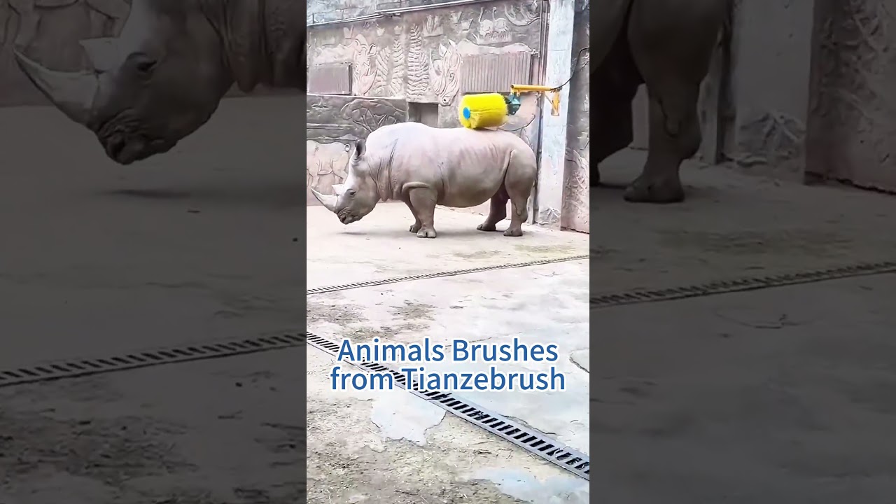 Watch cows go wild over their favourite manual cattle brush. #cow #cowbrush #cattle #cattlebrush