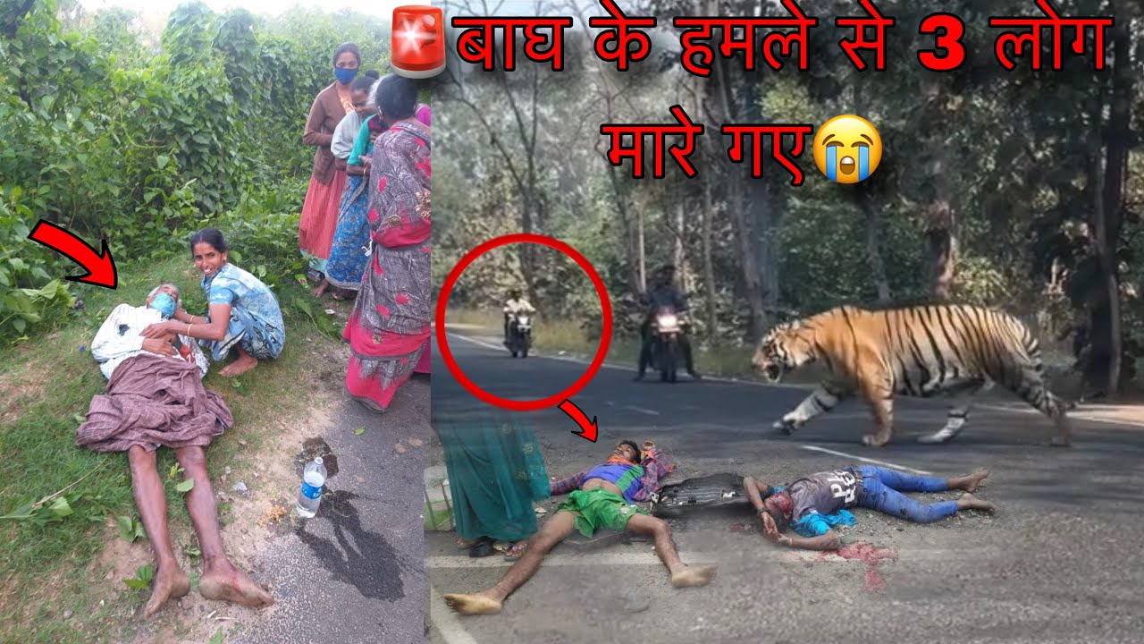 Alert🚨टाइगर के सामने यह गलती कभी मत करना🙏 Tiger Attack Bike Human Tiger Reserve wildlife attack vlog