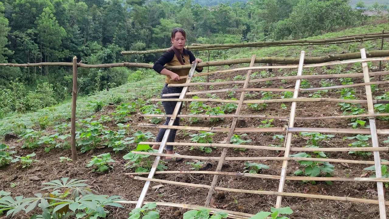 Make climbing trellises for pumpkins and melons, fertilize and care for them