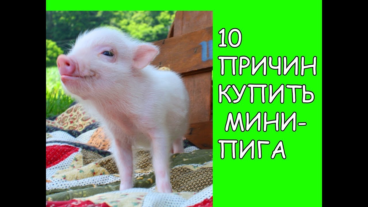 10 ПРИЧИН КУПИТЬ МИНИ-ПИГА
