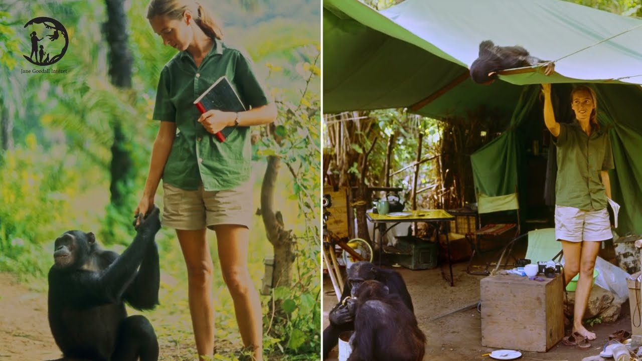 Jane Goodall Intézet bemutatkozó
