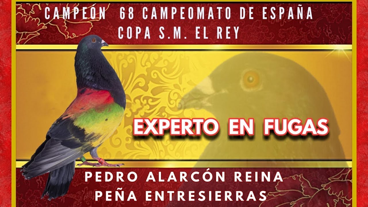 NACIONAL DE COLOMBICULTURA AGRAMÓN 2019   7ª y ÚLTIMA PRUEBA