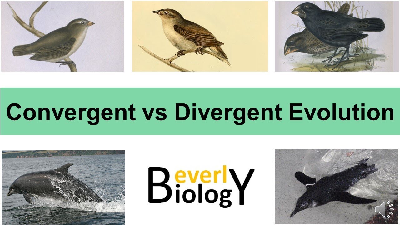 Convergent vs Divergent Evolution