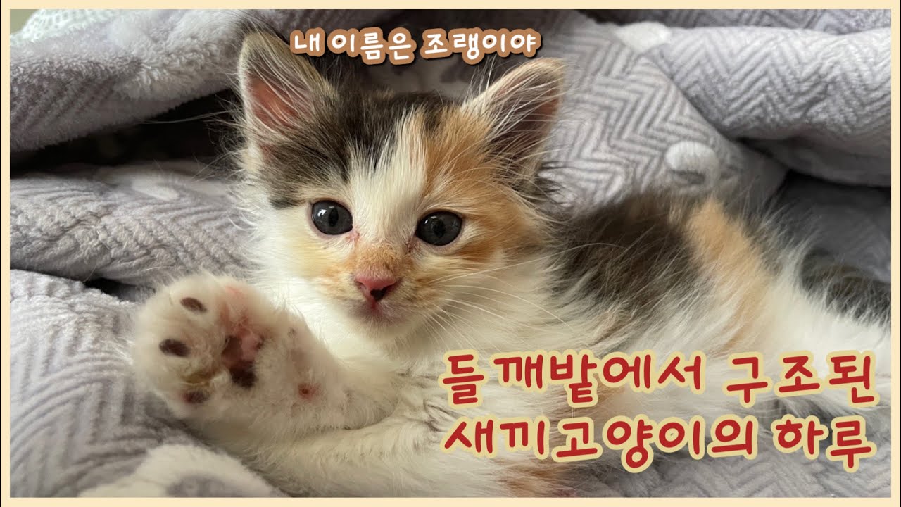들깨밭에서 구조된 조랭이의 하루는?! | 새끼고양이 구조, 시골살이 브이로그