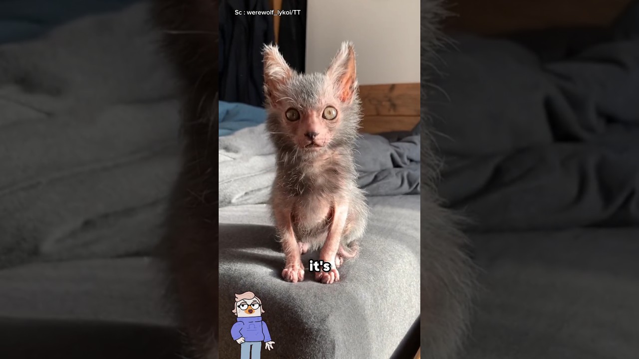 Кот, похожий на оборотня?!