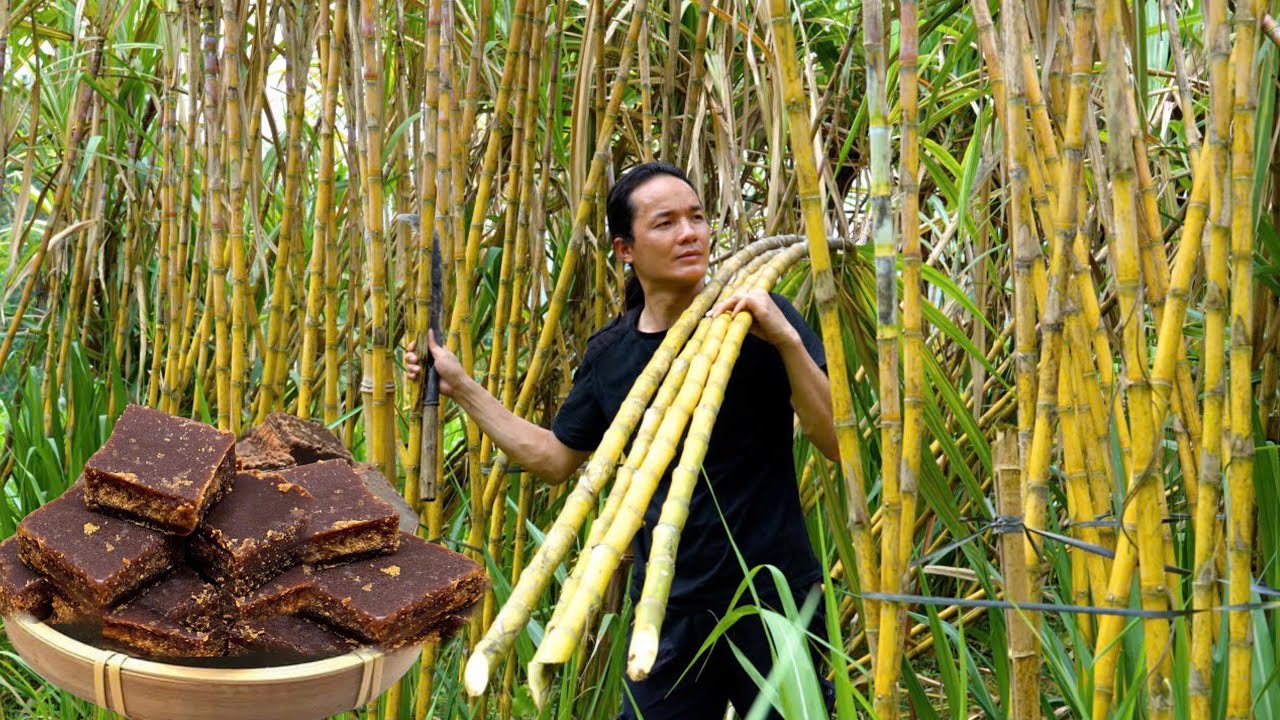 Harvest 100kg of Sugarcane and Cook Traditional Sugar for the Whole Year