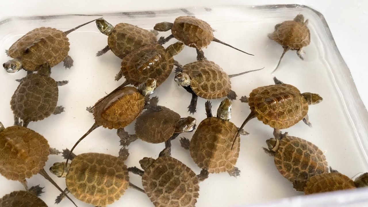 カメの赤ちゃんが大量に産まれてきました！